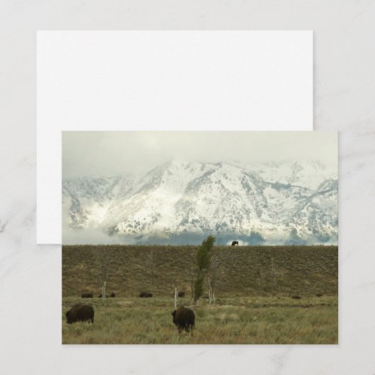 Bison at Grand Teton国立公園写真 (正面/裏面)