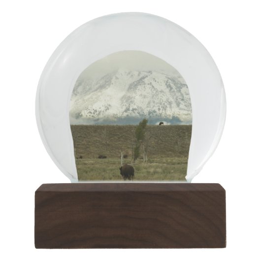 Bison at Grand Teton国立公園写真 スノーグローブ (正面)