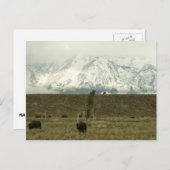 Bison at Grand Teton国立公園写真 ポストカード (正面/裏面)