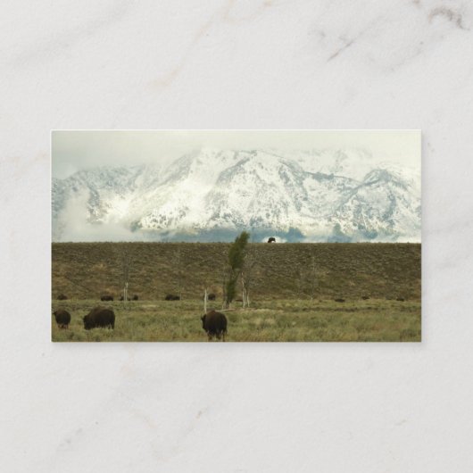 Bison at Grand Teton国立公園写真 名刺 (裏面)