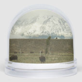 Bison at Grand Teton National Park Photography (正面)