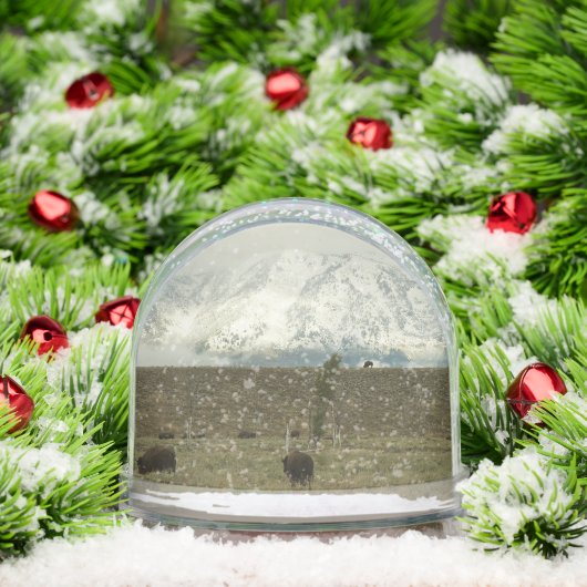 Bison at Grand Teton National Park Photography (クリスマス)