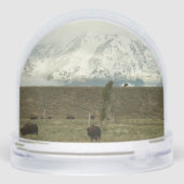 Bison at Grand Teton National Park Photography (裏面)