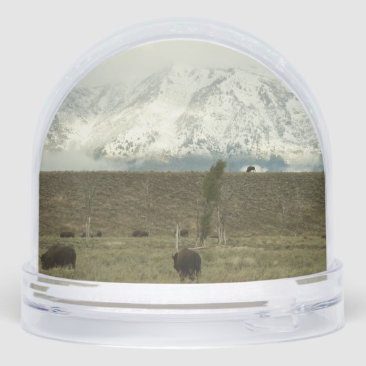 Bison at Grand Teton National Park Photography (裏面)