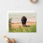 Bison at the Water ノートカード (正面/裏面インサイチュ)