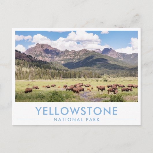 Bison at Yellowstone National Park Summer Mountain ポストカード (正面)