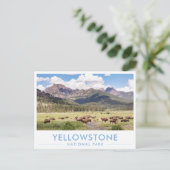 Bison at Yellowstone National Park Summer Mountain ポストカード (スタンド正面)