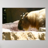 Bison at zoo ポスター (正面)