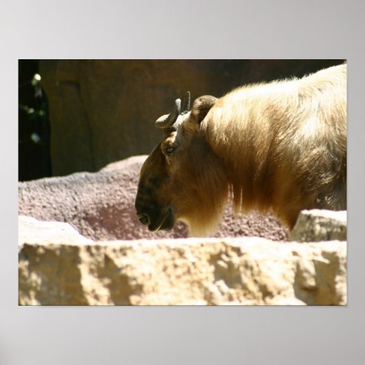 Bison at zoo ポスター (正面)