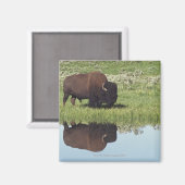 Bison (Bison Bison)オングラスメドウ マグネット (正面/裏面)