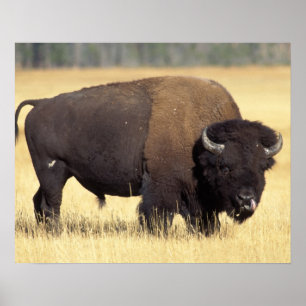 bison、bison bison、bull inイエローストーン・ナショナル ポスター