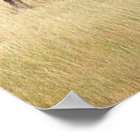 Bison Bull in Yellowstone National Park ポスター (角)