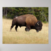 Bison Bull in Yellowstone National Park ポスター (正面)