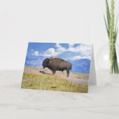 Bison Dust Bath, Yellowstone National Park Wyoming カード (裏面)