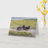 Bison Dust Bath, Yellowstone National Park Wyoming カード (黄色い花)