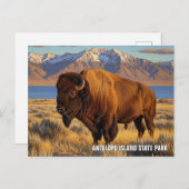 Bison in Antelope Island State Park Utah ポストカード (正面/裏面)