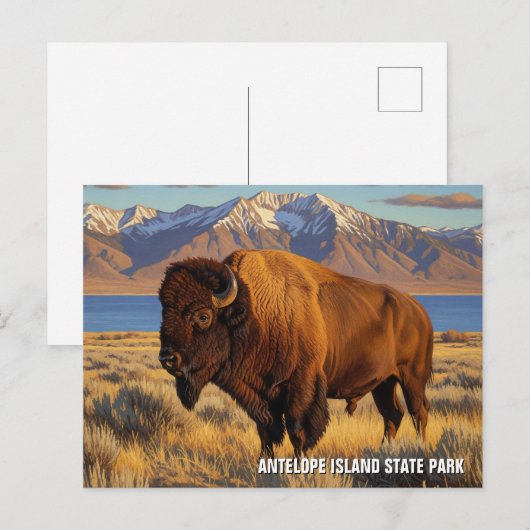 Bison in Antelope Island State Park Utah ポストカード (正面/裏面)