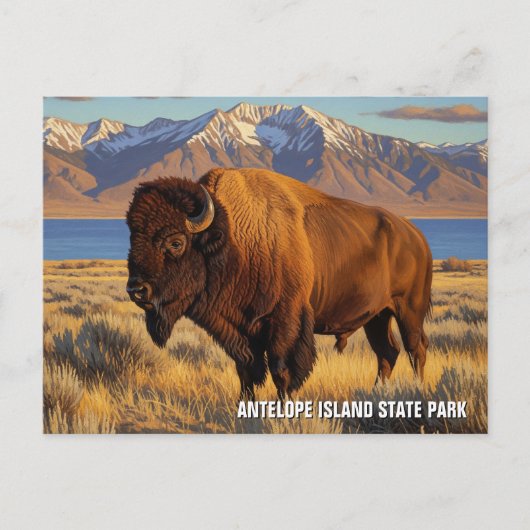 Bison in Antelope Island State Park Utah ポストカード (正面)