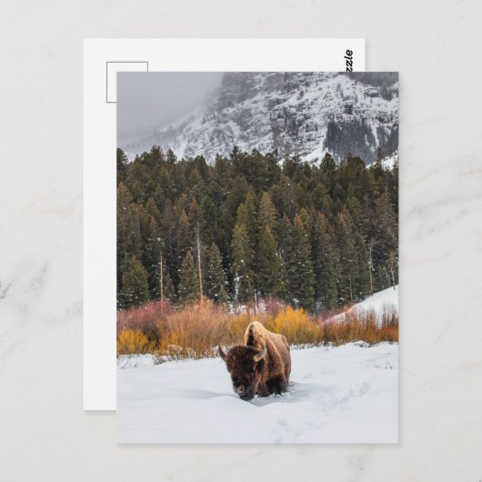 Bison in Snowyイエローストーン国立公園の写真 ポストカード (正面/裏面)