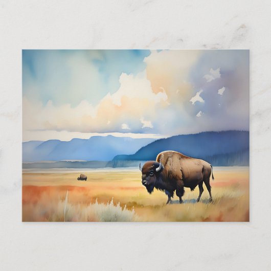Bison in the Meadow ポストカード (正面)