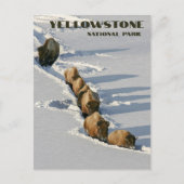 Bison Line Walking through Deep Snow, Yellowstone ポストカード (正面)