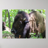 Bison, Lone Elk Park, St. Louis, MO ポスター (正面)