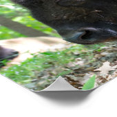 Bison, Lone Elk Park, St. Louis, MO ポスター (角)