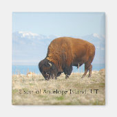 Bison of Antelope Island, UT マグネット (正面)