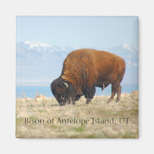 Bison of Antelope Island, UT マグネット (正面)
