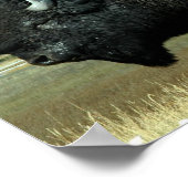 Bison Posters  ポスター (角)