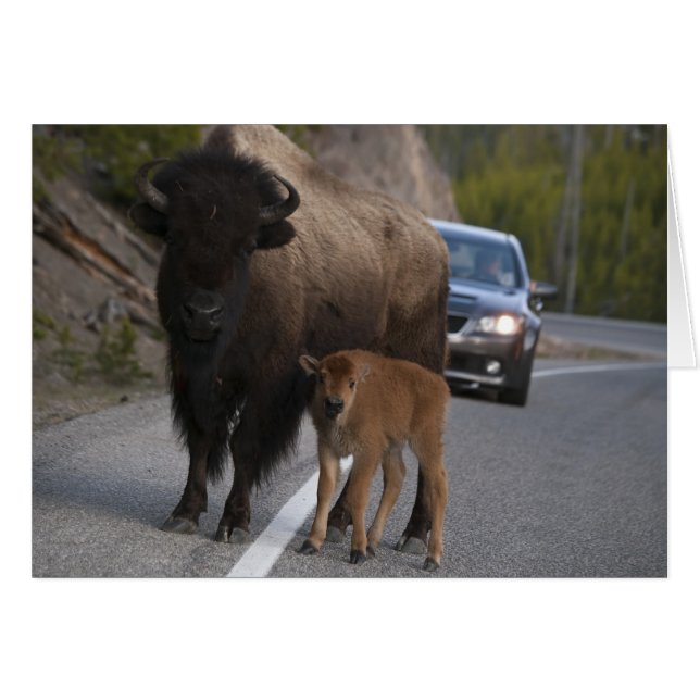 Bison Roadblock – カード (正面横)