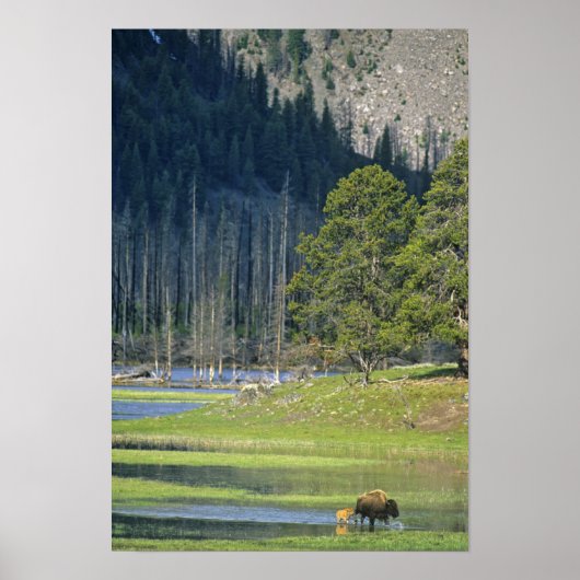 Bison with calf at Yellowstone National Park ポスター (正面)