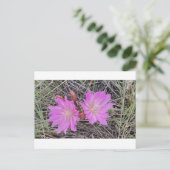 Bitterrootの花の郵便はがき シーズンポストカード (スタンド正面)