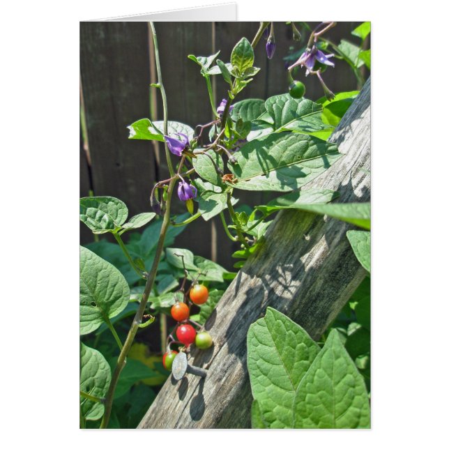 Bittersweet nightshade (Solanum dulcamara)カード (正面)