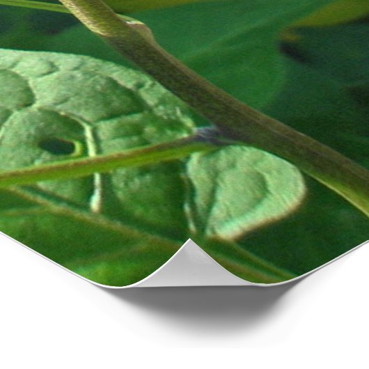 Bittersweet nightshade (Solanum dulcamara)ポスター ポスター (角)