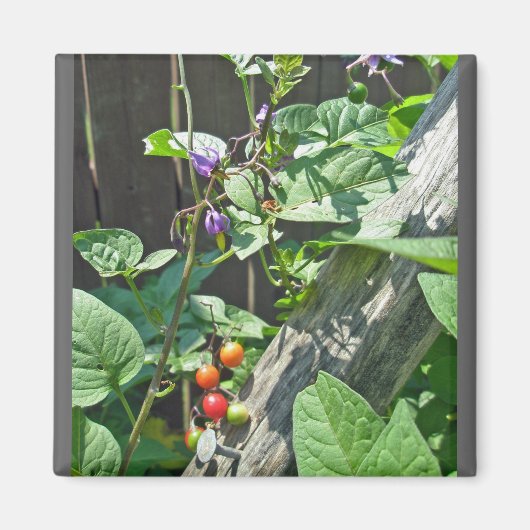Bittersweet nightshade (Solanum dulcamara)マグネット マグネット (正面)