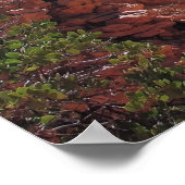 Bizzare Bryce Canyon ポスター (角)