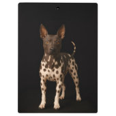 Black 4 Luxe Clipboard, Hairless Terrier Dog クリップボード (裏面)