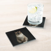Black 4 Luxe Glass coaster, Birmanese Cat ガラスコースター (アングル)