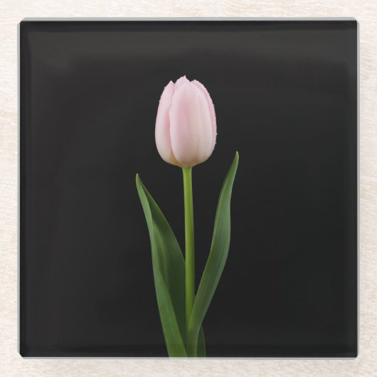 Black 4 Luxe Glass coaster, Blush Pink Tulip ガラスコースター (正面)