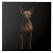 Black 4 Luxe Tile with Argentine Pila Dog タイル (正面)