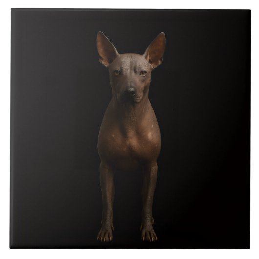 Black 4 Luxe Tile with Argentine Pila Dog タイル (正面)