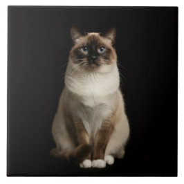 Black 4 Luxe Tile with Birmanese Cat タイル