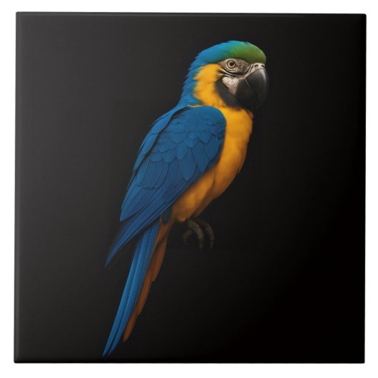 Black 4 Luxe Tile with Blue Yellow Macaw タイル (正面)