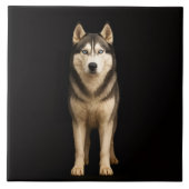 Black 4 Luxe Tile with Icy Elite Husky タイル (正面)