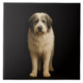 Black 4 Luxe Tile with Mioritic Shepherd タイル (正面)