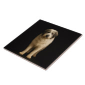 Black 4 Luxe Tile with Mioritic Shepherd タイル (側面)