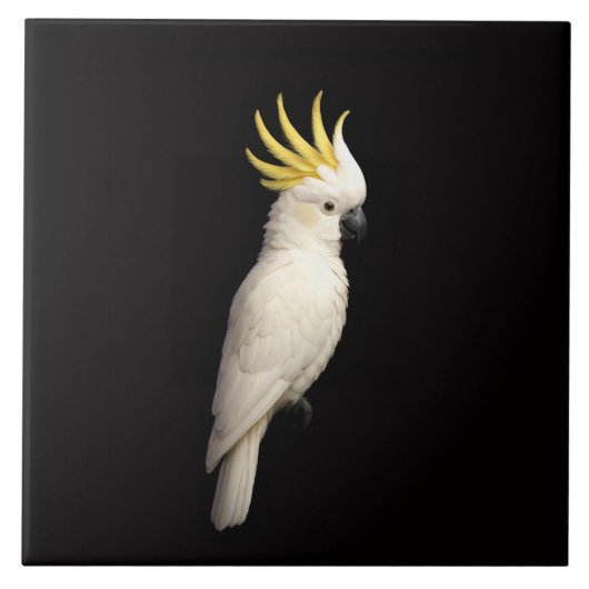 Black 4 Luxe Tile with Sulphur Crested Cockatoo タイル (正面)