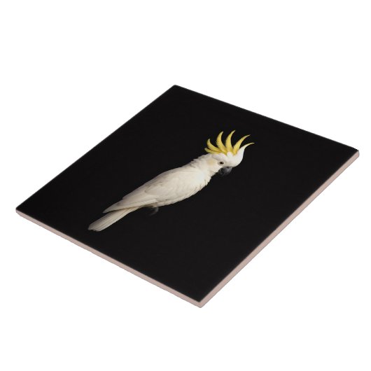 Black 4 Luxe Tile with Sulphur Crested Cockatoo タイル (側面)