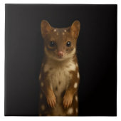 Black 4 Luxe Tile with Sweet Quoll タイル (正面)